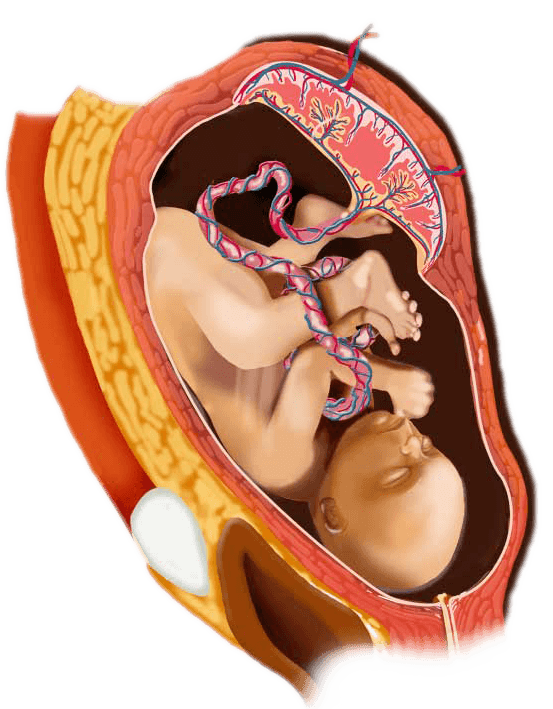 25 week digital image of a baby in the womb