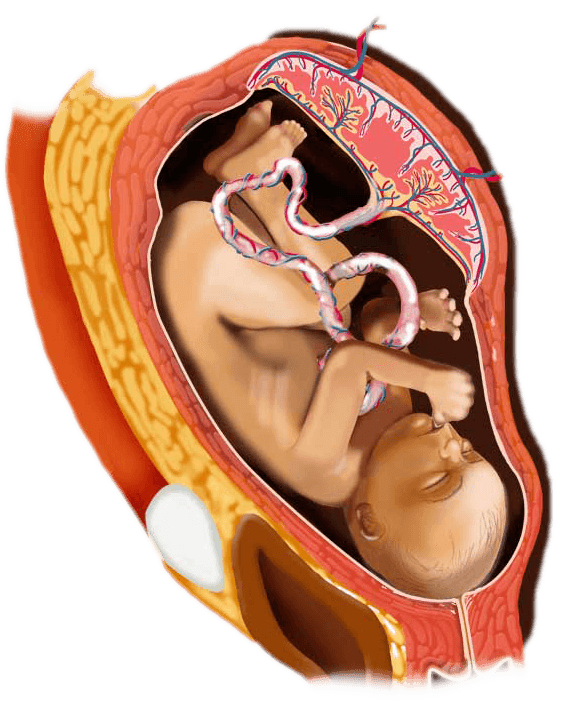 29 week digital image of a baby in the womb