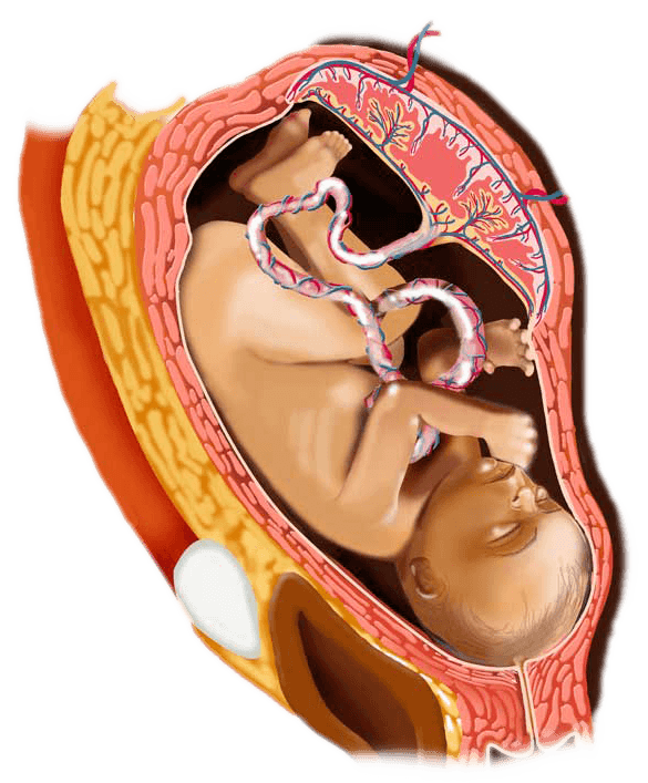 31 week digital image of a baby in the womb
