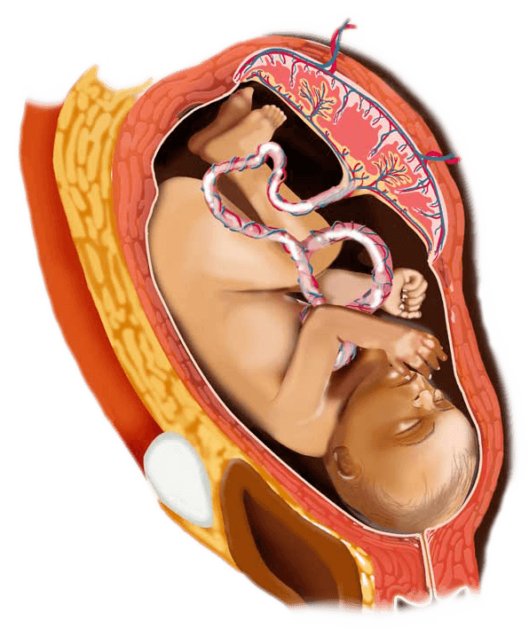 32 week digital image of a baby in the womb