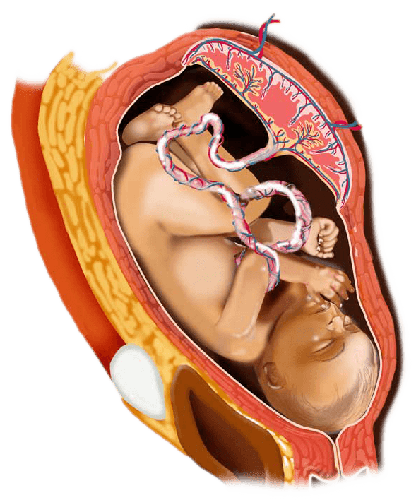 33 week digital image of a baby in the womb