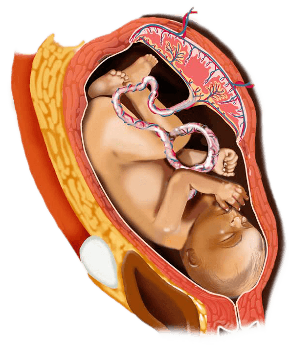 34 week digital image of a baby in the womb