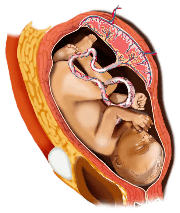 35 week digital image of a baby in the womb