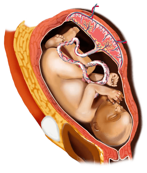 36 week digital image of a baby in the womb