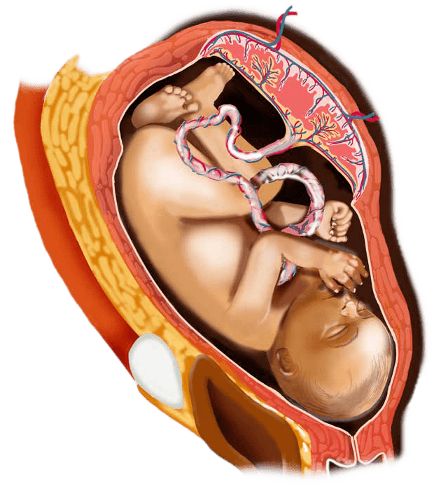 37 week digital image of a baby in the womb