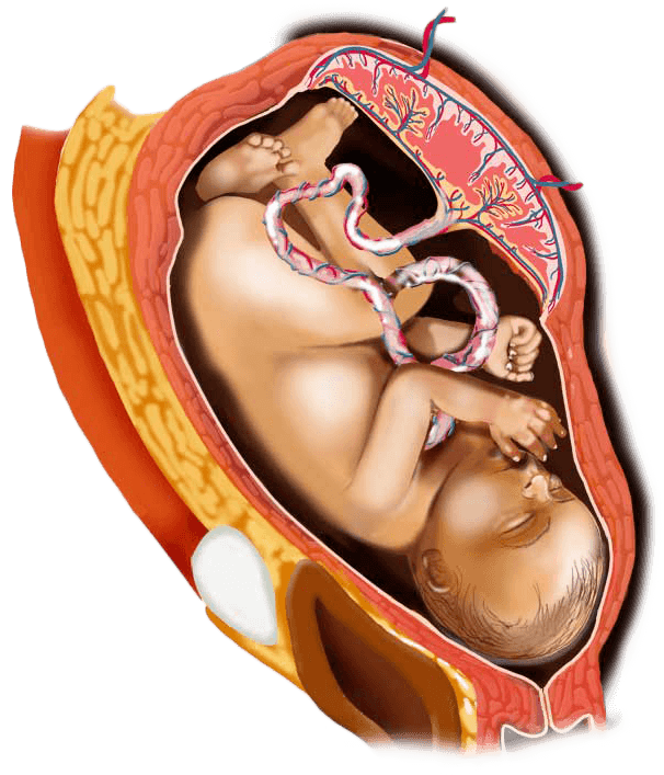 38 week digital image of a baby in the womb