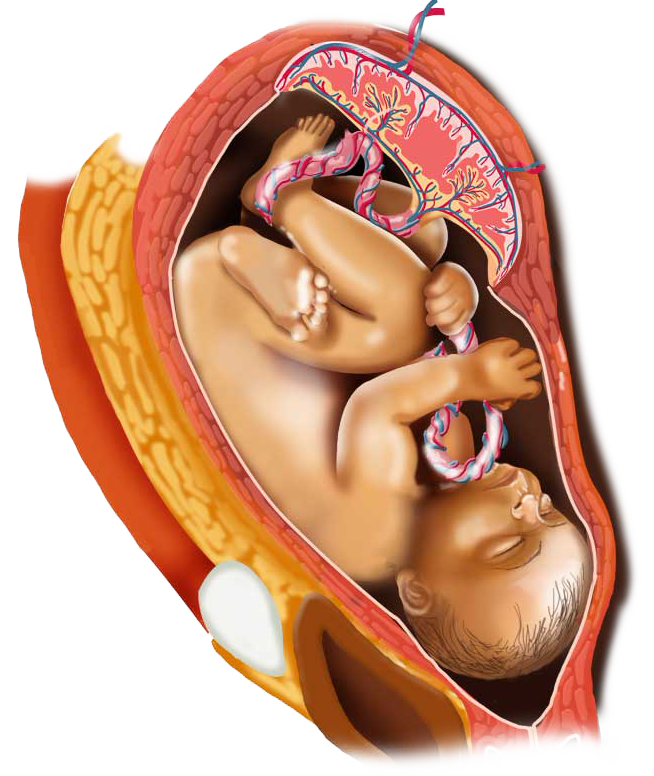 digital representation of a baby inside the womb